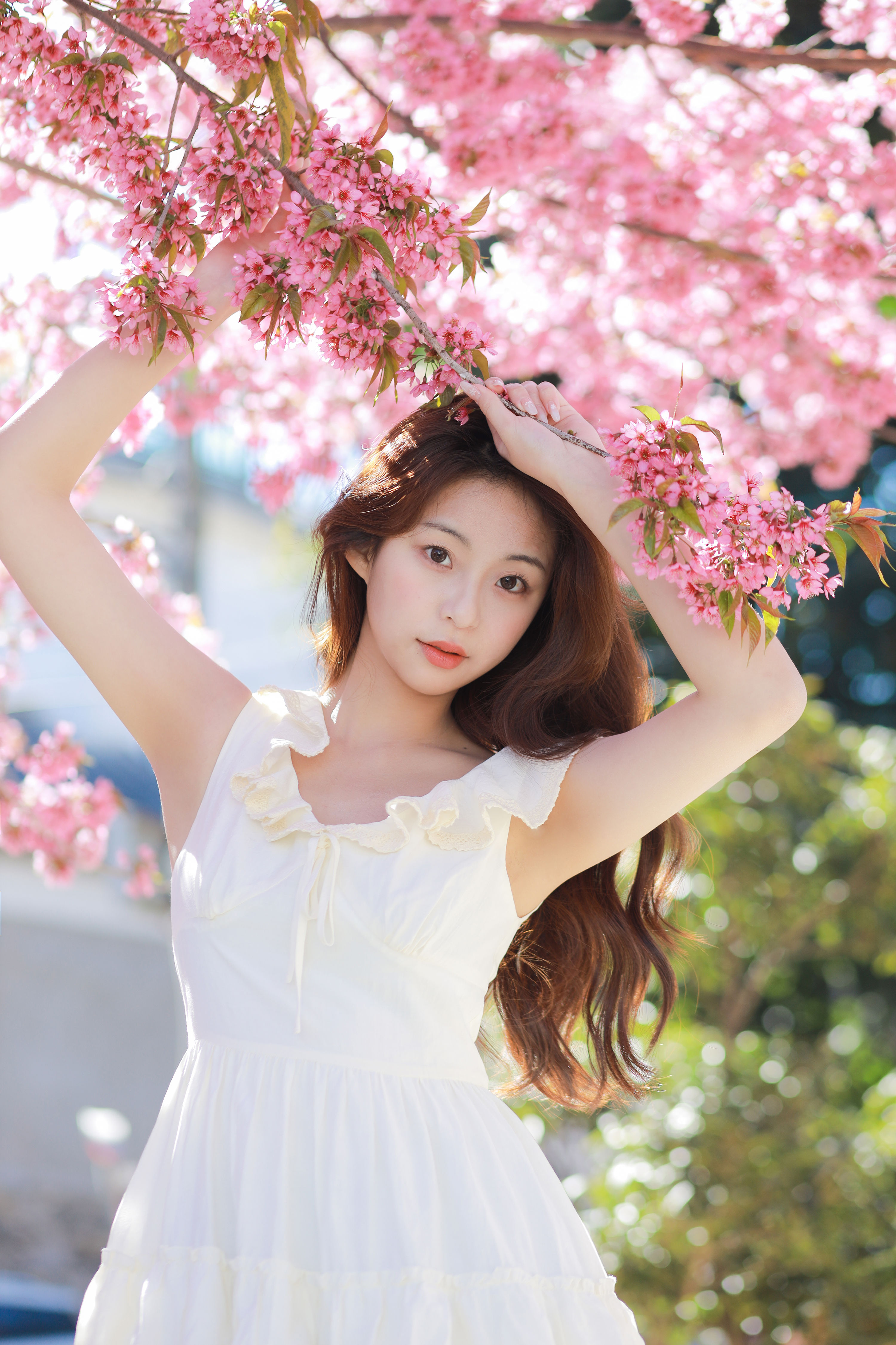 樱花树下的少女